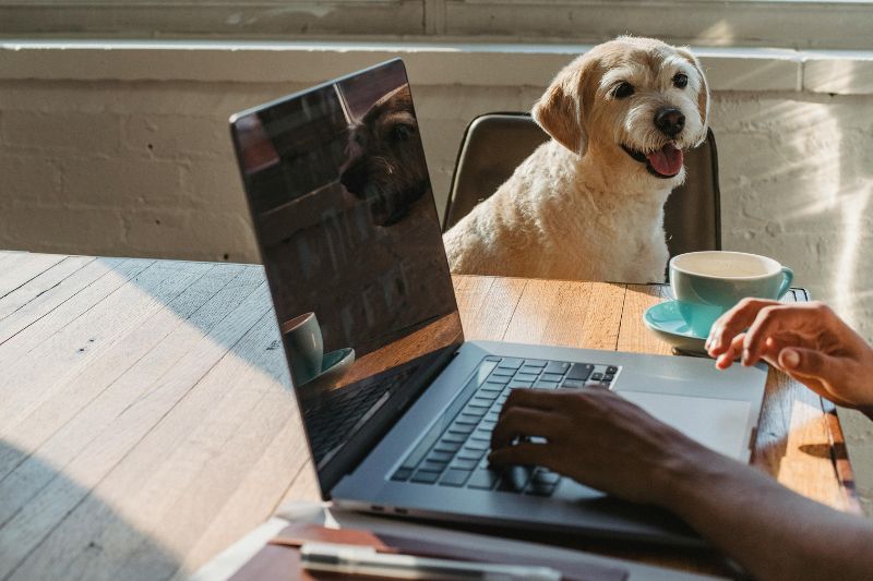 local-seo-for-pet-professionals local-seo-for-pet-professionals