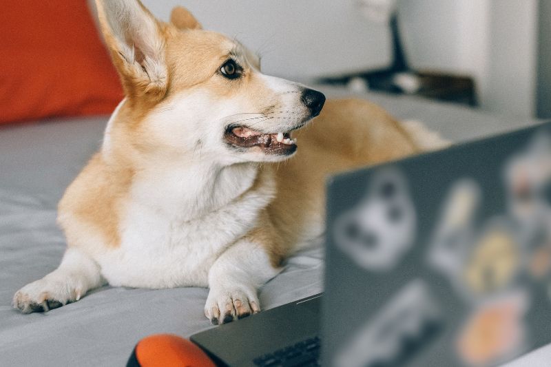 seo-for-dog-grooming-businesses seo-for-dog-grooming-businesses