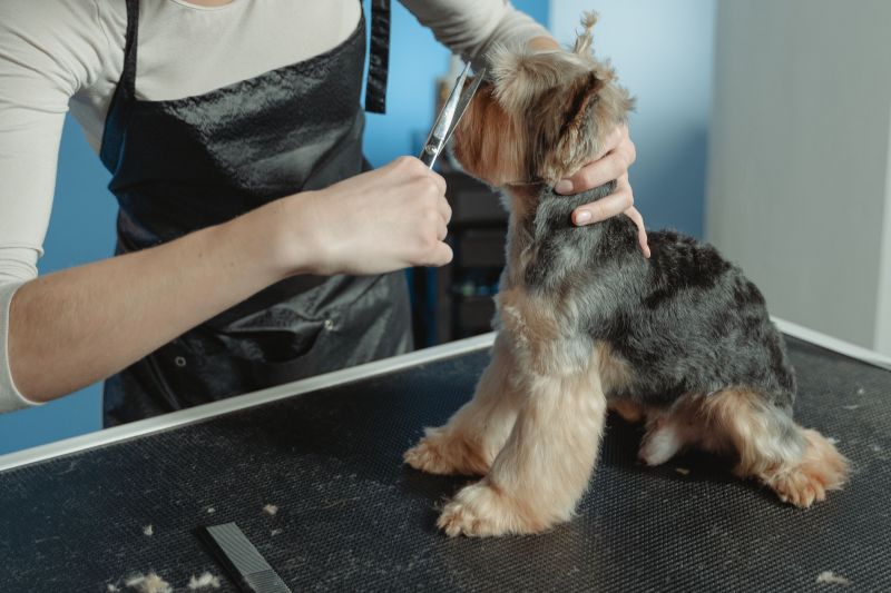 seo-for-pet-businesses
