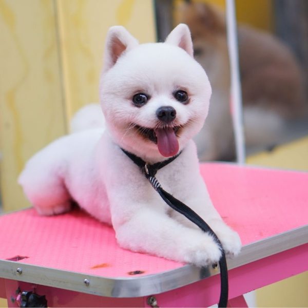 Digital-growth-for-pet-care-professionals