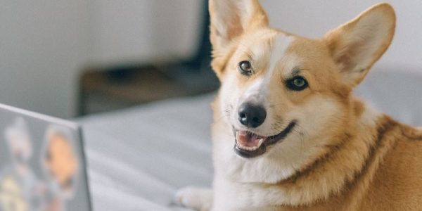 Local-SEO-and-branding-pet-business
