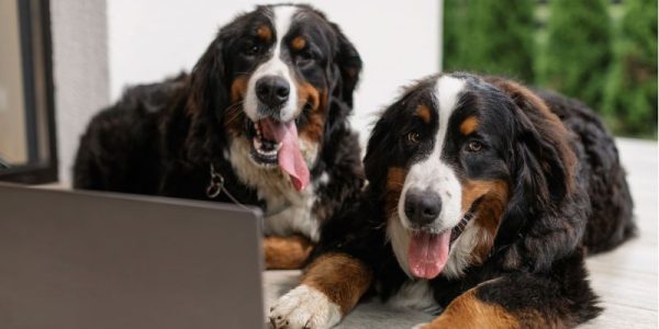 dog-grooming-digital-agency